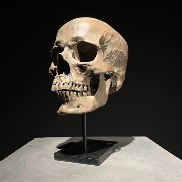 Grote foto beeld no reserve price stunning human skull statue on a custom stand brown colour museum qual antiek en kunst curiosa en brocante