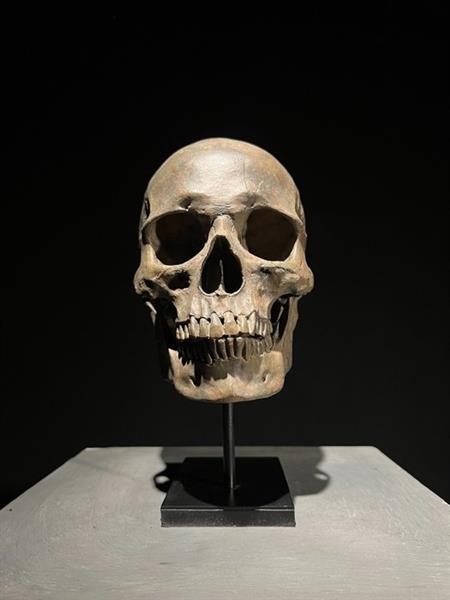 Grote foto beeld no reserve price stunning human skull statue on stand brown colour museum quality 24 antiek en kunst curiosa en brocante