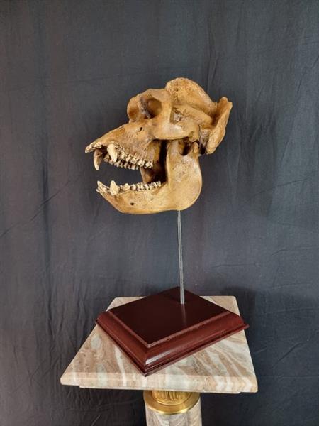 Grote foto beeld impressive gorilla skull on stand 44 cm hars antiek en kunst curiosa en brocante