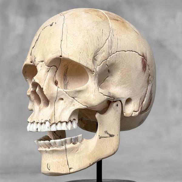 Grote foto snijwerk no reserve price stunning hand carved wooden human skull with a beautiful natural grain antiek en kunst curiosa en brocante