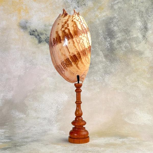 Grote foto geen reserveprijs melo amforaschelp op een aangepaste standaard zeeschelp melo amphora zonde antiek en kunst curiosa en brocante