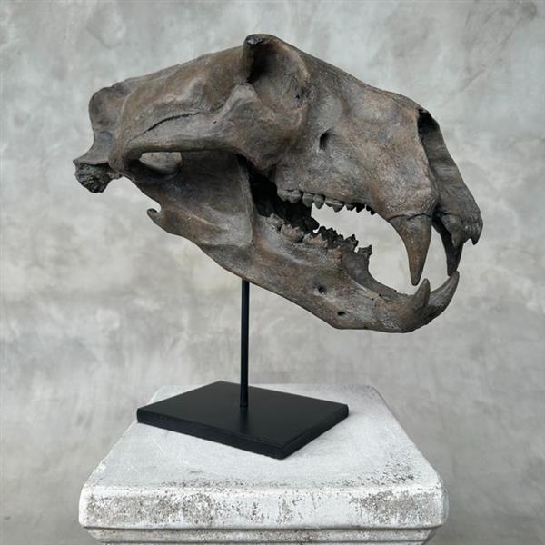 Grote foto geen reserveprijs een replica van de schedel van een ijsbeer op standaard museumkwaliteit taxi antiek en kunst curiosa en brocante