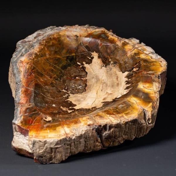 Grote foto fossiel hout gesneden objecthouder plakje versteende naaldboomstam antiek en kunst curiosa en brocante