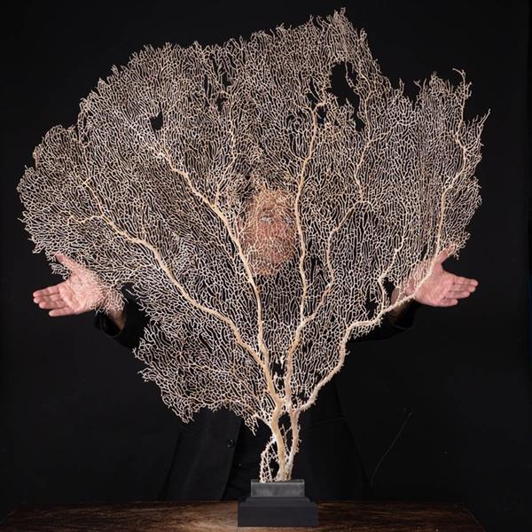 Grote foto tafelmiddenstuk gigantische witte gorgonia venuswaaier antiek en kunst curiosa en brocante