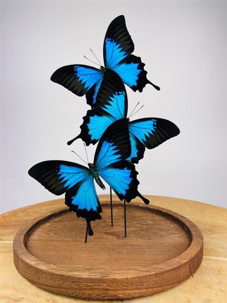 Grote foto vlinder taxidermie volledige montage papilio ulysses 29 cm 23 cm 23 cm geen cites soort antiek en kunst curiosa en brocante