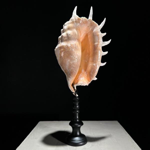 Grote foto geen reserveprijs prachtige spider conch shell op een aangepaste standaard zeeschelp lambis lamb antiek en kunst curiosa en brocante