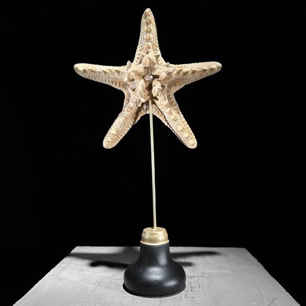 Grote foto geen minimumverkoopprijs zeester op standaard zeeschelp asteroidea zonder minimumprijs antiek en kunst curiosa en brocante