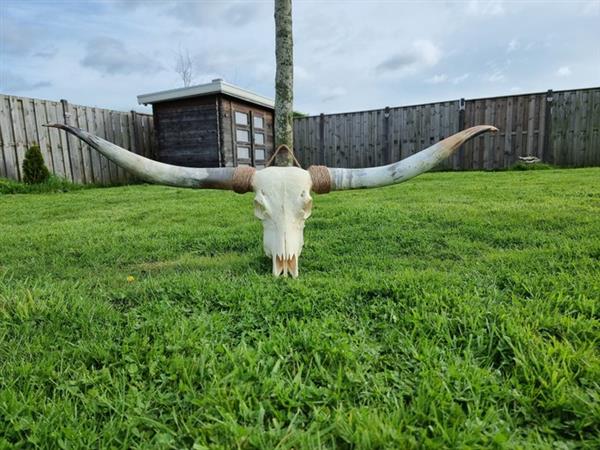 Grote foto langhoorn schedel xxl 150cm longhorn bull skull 0 cm 150 cm 0 cm antiek en kunst curiosa en brocante