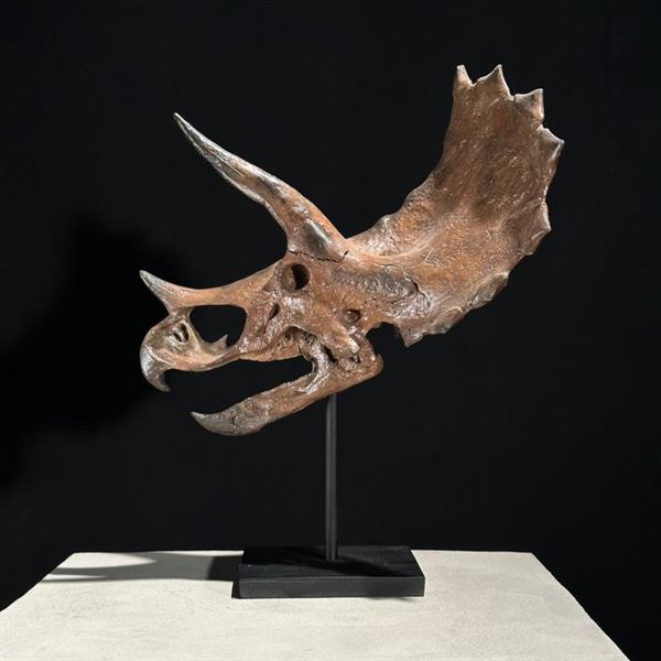 Grote foto geen reserve price een bruine replica van een dinosaurusschedel museumkwaliteit hars taxider antiek en kunst curiosa en brocante