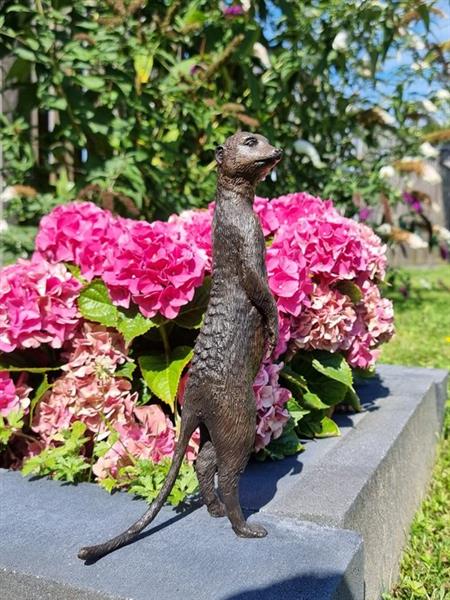 Grote foto beeld large bronze meerkat statue 28 cm brons antiek en kunst curiosa en brocante