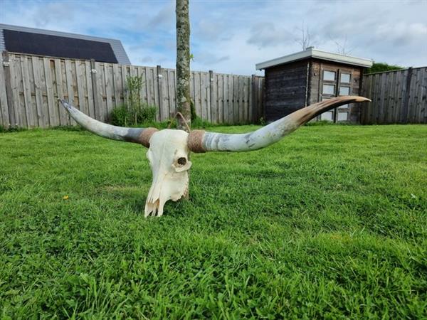 Grote foto langhoorn schedel xxl 150cm longhorn bull skull 0 cm 150 cm 0 cm antiek en kunst curiosa en brocante