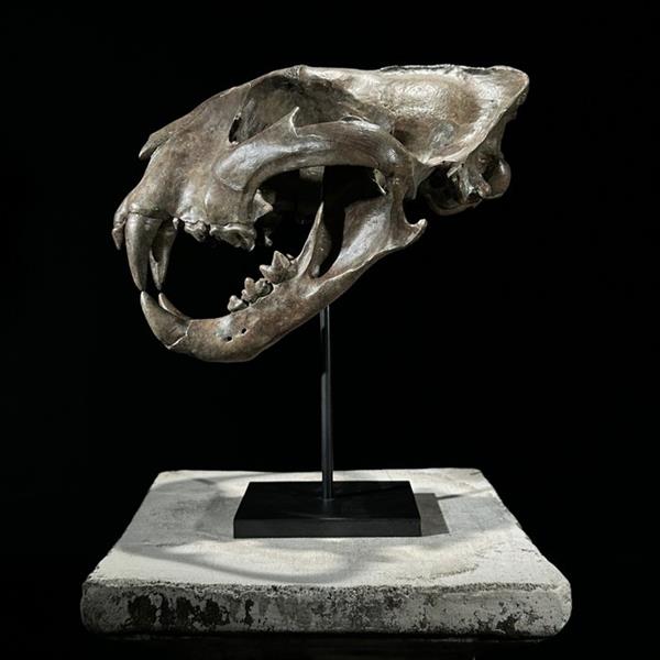 Grote foto geen reserveprijs replica tijgerschedel op standaard museumkwaliteit bruine kleur hars taxid antiek en kunst curiosa en brocante