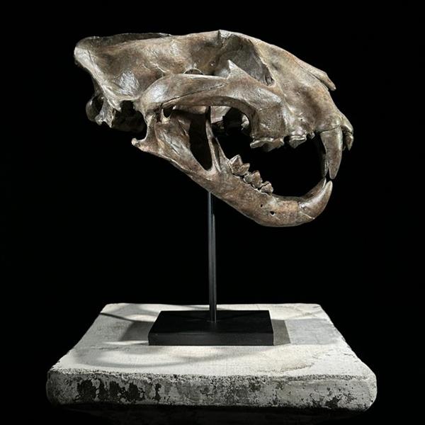 Grote foto geen reserveprijs replica tijgerschedel op standaard museumkwaliteit bruine kleur hars taxid antiek en kunst curiosa en brocante