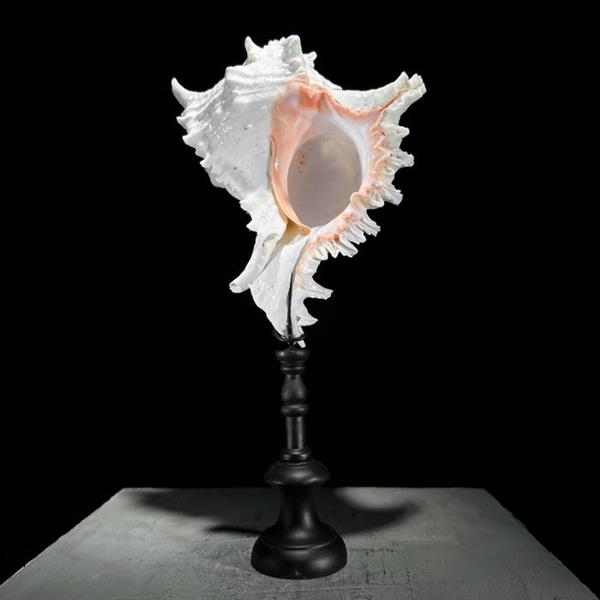 Grote foto geen reserveprijs ingewikkelde tak murex op een aangepaste standaard zeeschelp chicoreus ramosu antiek en kunst curiosa en brocante