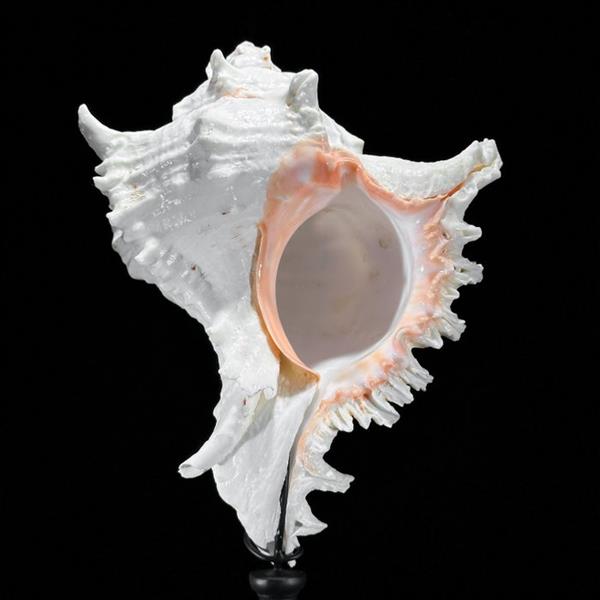 Grote foto geen reserveprijs ingewikkelde tak murex op een aangepaste standaard zeeschelp chicoreus ramosu antiek en kunst curiosa en brocante