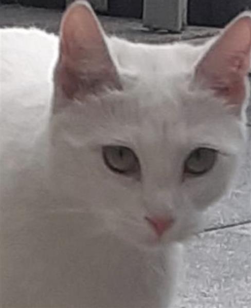 Grote foto lieve witte turkse van kater dieren en toebehoren raskatten korthaar
