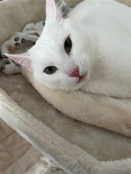 Grote foto lieve witte turkse van kater dieren en toebehoren raskatten korthaar