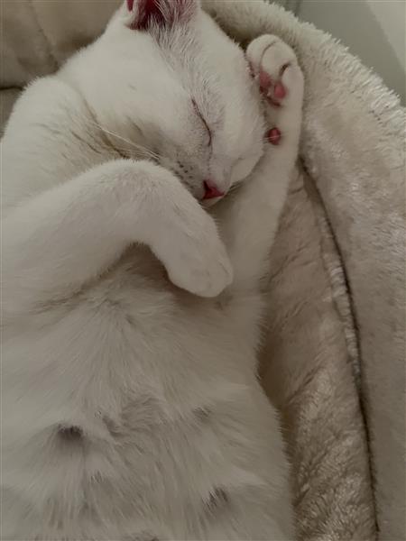 Grote foto lieve witte turkse van kater dieren en toebehoren raskatten korthaar