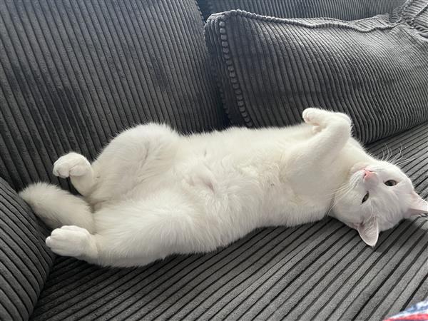 Grote foto lieve witte turkse van kater dieren en toebehoren raskatten korthaar