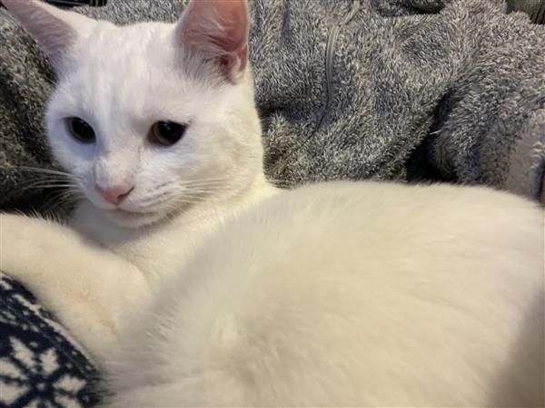 Grote foto lieve witte turkse van kater dieren en toebehoren raskatten korthaar