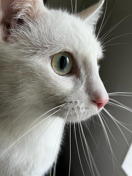 Grote foto lieve witte turkse van kater dieren en toebehoren raskatten korthaar