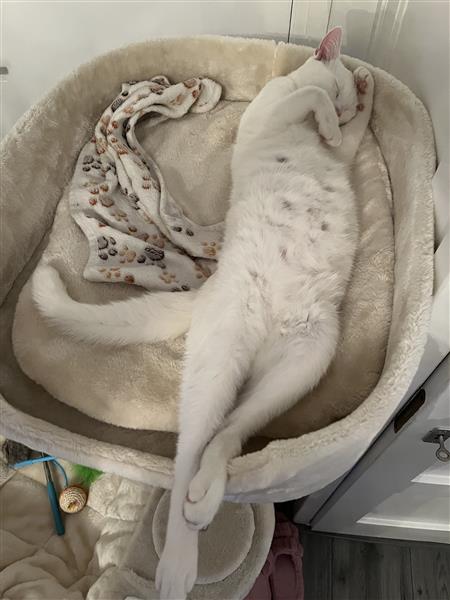 Grote foto lieve witte turkse van kater dieren en toebehoren raskatten korthaar