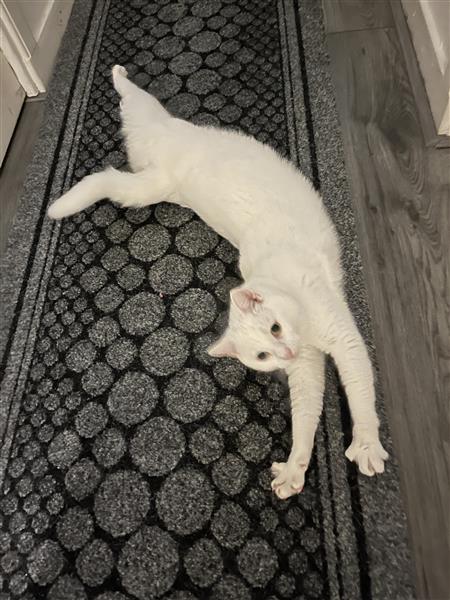 Grote foto lieve witte turkse van kater dieren en toebehoren raskatten korthaar