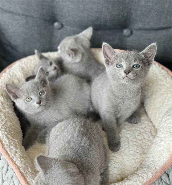 Grote foto rasechte russisch blauwe kitten te koop dieren en toebehoren raskatten langhaar