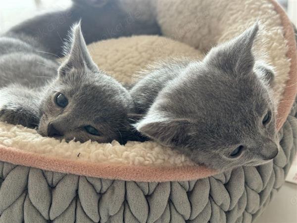 Grote foto rasechte russisch blauwe kitten te koop dieren en toebehoren raskatten langhaar