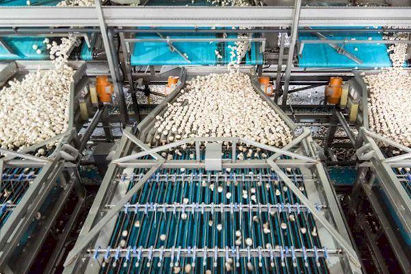 Grote foto mushroom sorting machine demo agrarisch tuinbouw