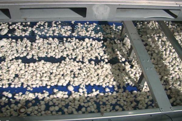 Grote foto mushroom sorting machine demo agrarisch tuinbouw