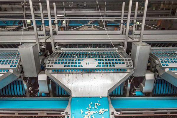 Grote foto mushroom sorting machine demo agrarisch tuinbouw