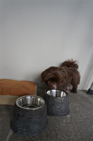 Grote foto voerbak hond kat grijs 2 maten huis en inrichting woningdecoratie