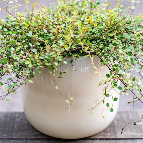 Grote foto pot beige h14xd16 cm huis en inrichting woningdecoratie