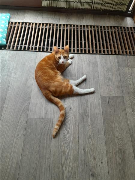 Grote foto lief katertje dieren en toebehoren overige katten