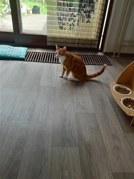 Grote foto lief katertje dieren en toebehoren overige katten