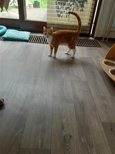 Grote foto lief katertje dieren en toebehoren overige katten