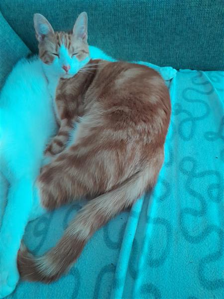 Grote foto lief katertje dieren en toebehoren overige katten