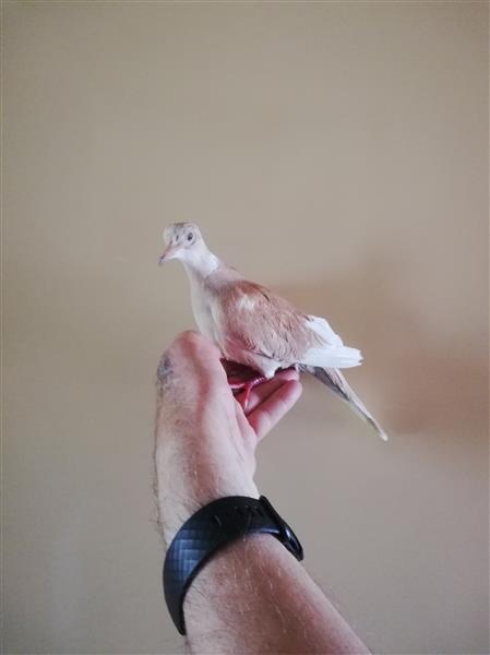 Grote foto witte duiven en tortelduifjes dieren en toebehoren duiven