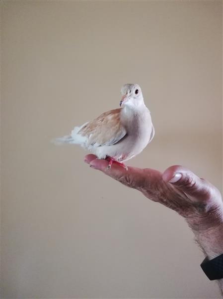 Grote foto witte duiven en tortelduifjes dieren en toebehoren duiven