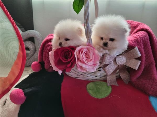 Grote foto 100 keeshond pomeriaantjes pups met papieren dieren en toebehoren poolhonden keeshonden en oertypen