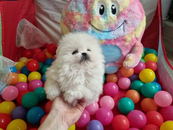 Grote foto 100 keeshond pomeriaantjes pups met papieren dieren en toebehoren poolhonden keeshonden en oertypen