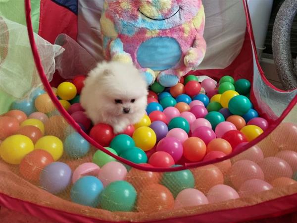 Grote foto 100 keeshond pomeriaantjes pups met papieren dieren en toebehoren poolhonden keeshonden en oertypen