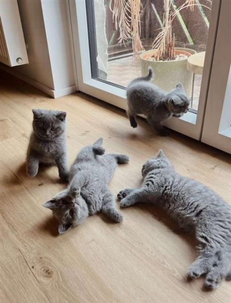 Grote foto blue brits korthaar wondertje dieren en toebehoren poezen