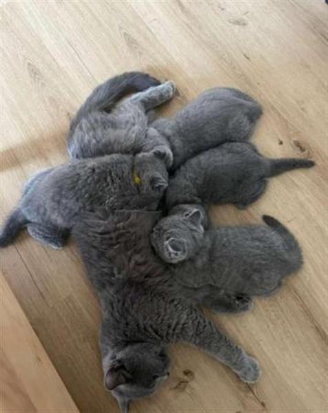 Grote foto blue brits korthaar wondertje dieren en toebehoren poezen