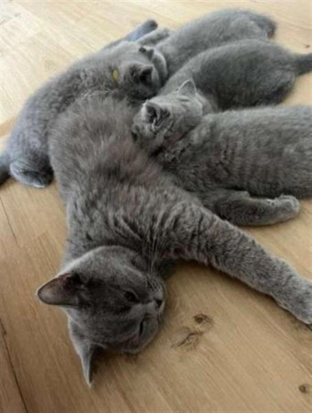 Grote foto blue brits korthaar wondertje dieren en toebehoren poezen