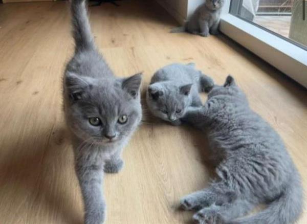 Grote foto blue brits korthaar wondertje dieren en toebehoren poezen