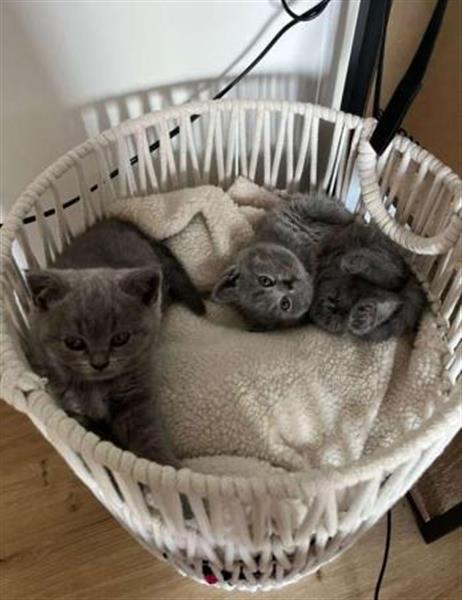 Grote foto blue brits korthaar wondertje dieren en toebehoren poezen