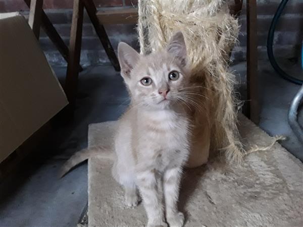 Grote foto leuke lieve kittens zoeken een goed thuis dieren en toebehoren poezen