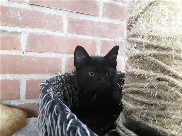 Grote foto leuke lieve kittens zoeken een goed thuis dieren en toebehoren poezen
